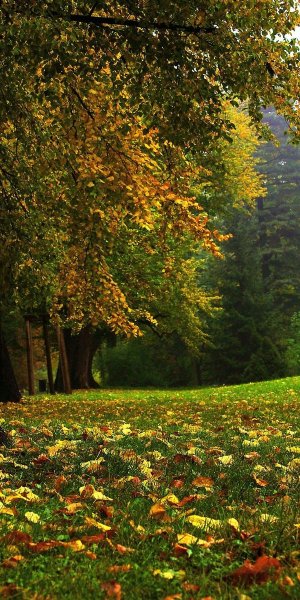 Ранняя осень