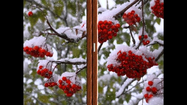 Рябина под окном
