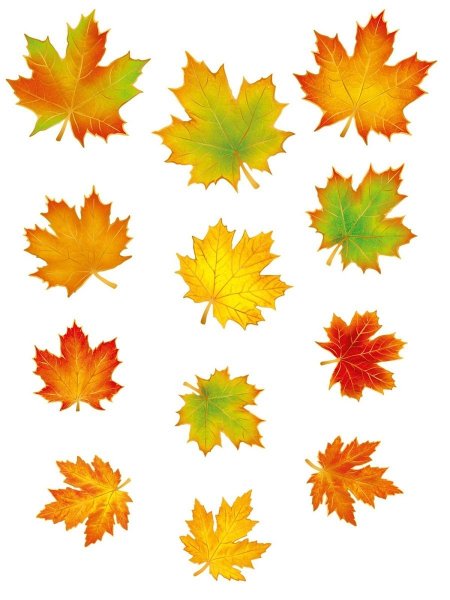 Кленовый лист цветной