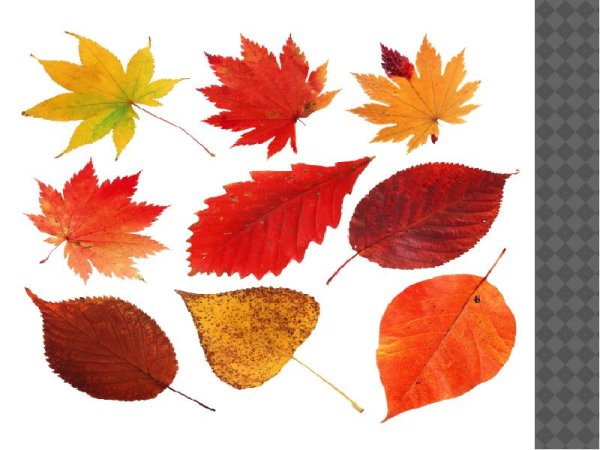 Разные осенние листья