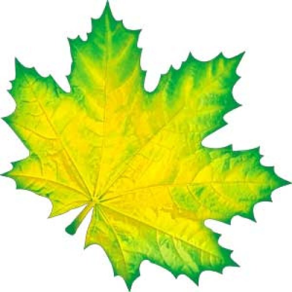 Кленовые листочки