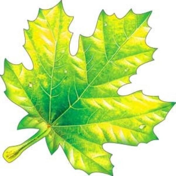 Листья клена цветные