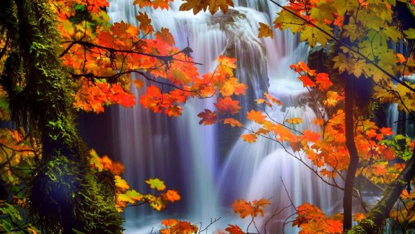 Живая природа осенью