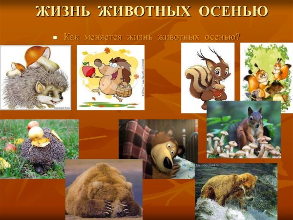 Осенние изменения в жизни животных