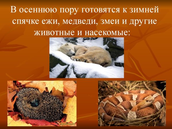 Осенью животные готовятся к зиме