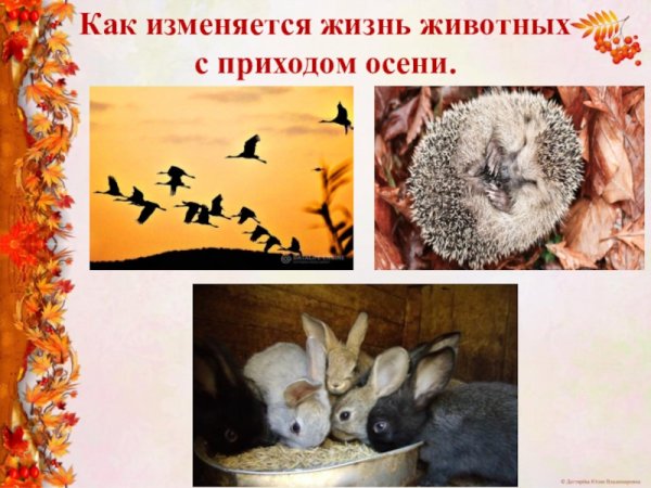 Изменения у животных осенью