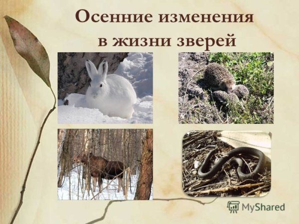 Сезонные изменения в жизни животных