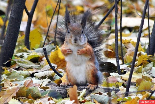 Жизнь животных осенью