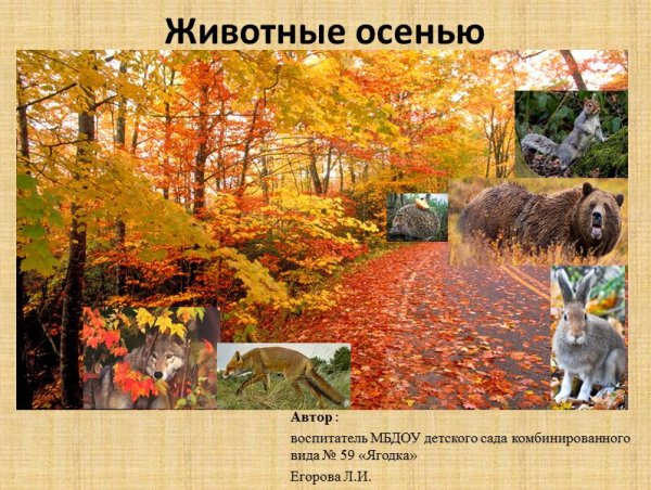 Растения и животные осенью