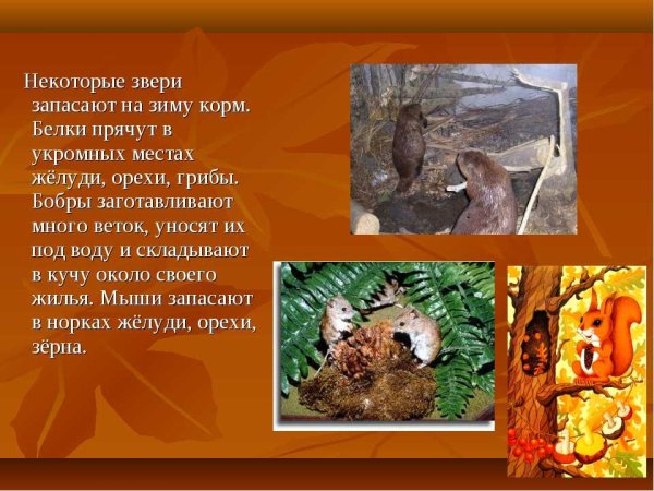 Осенние изменения в жизни животных