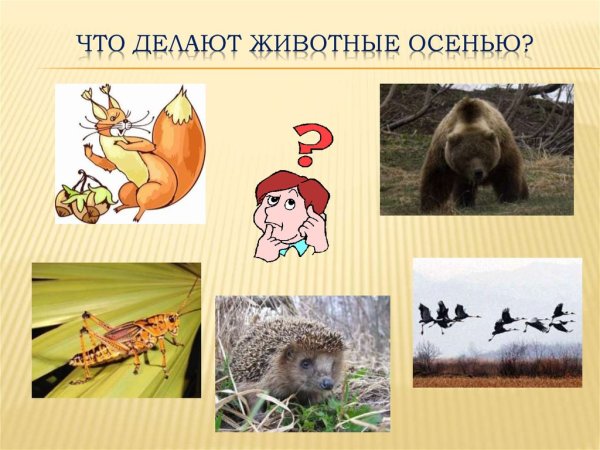 Презентация Дикие животные осенью
