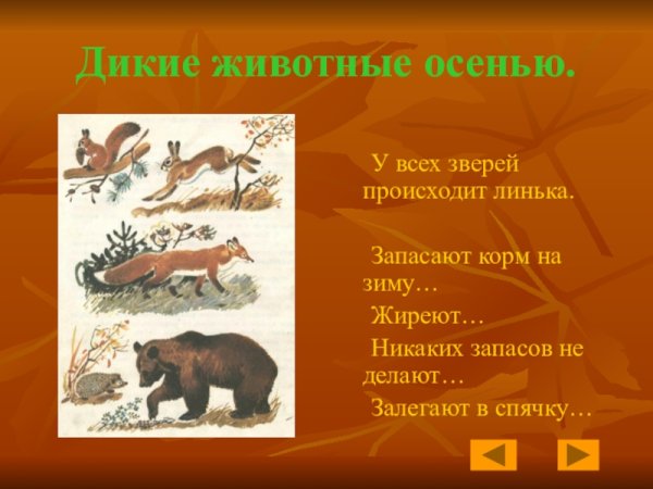 Презентация Дикие животные осенью