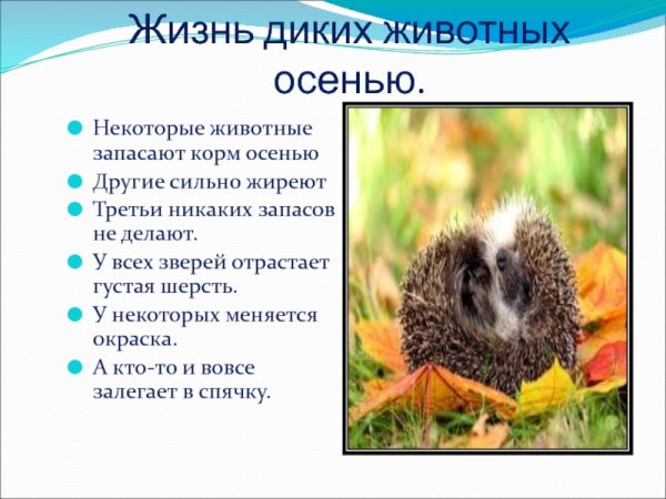 Изменения в жизни животных осенью