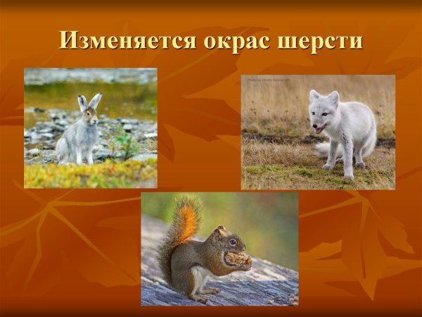 Изменения в жизни животных осенью