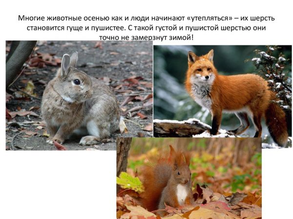 Осенние изменения у животных