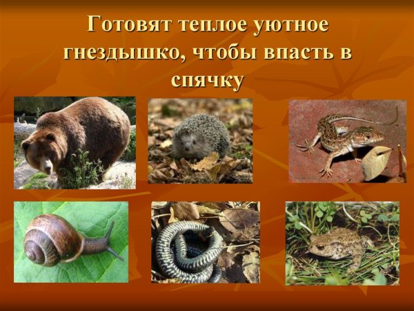 Изменения у животных осенью