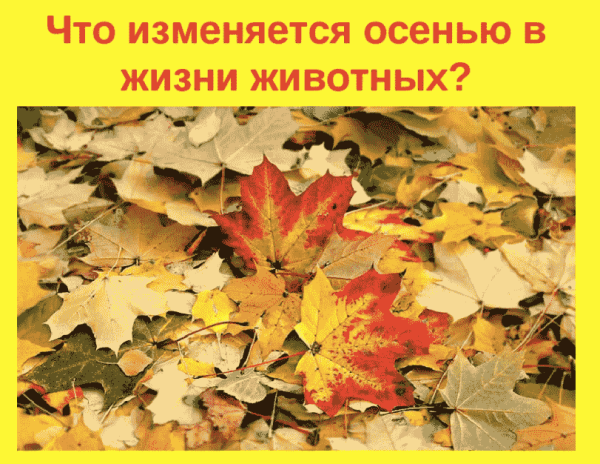 Осенние явления у животных