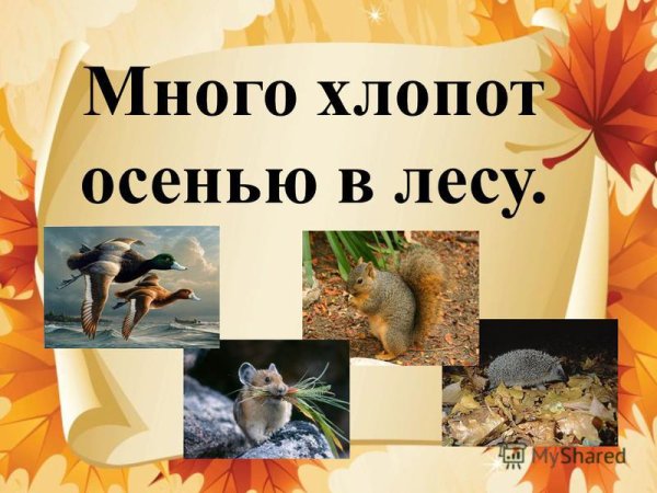 Жизнь животных осенью