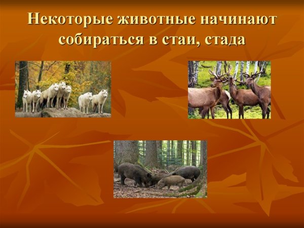 Осенние явления в жизни растений и животных