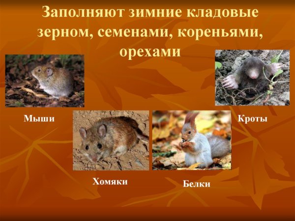 Осенние явления в жизни животных