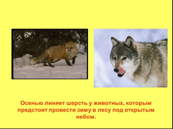 Изменения у животных осенью