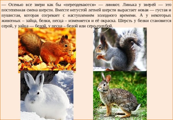 Линька животных осенью