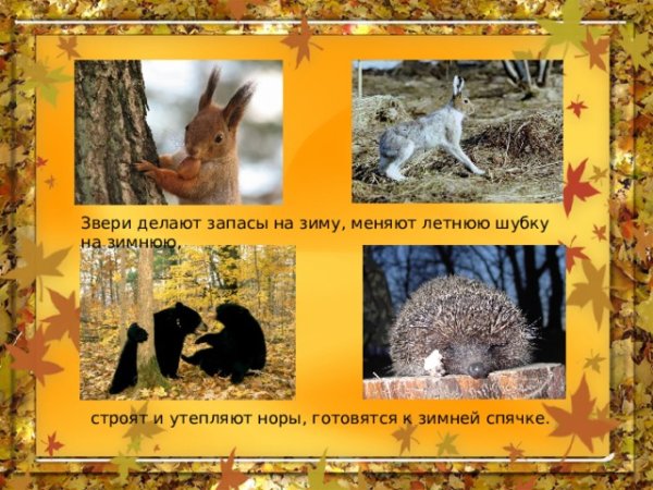 Изменения у животных осенью