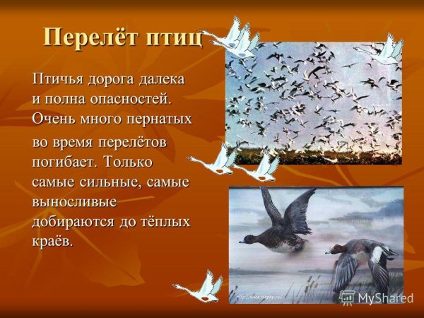 Птицы осенью презентация