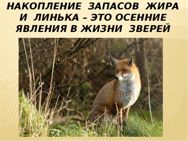 Осенние явления в жизни животных