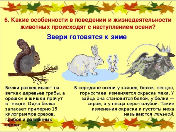 Осенние явления в жизни животных