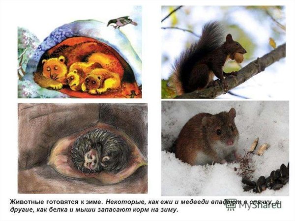 Животные готовятся к зиме