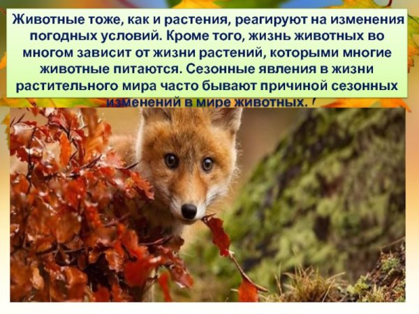 Осенние явления в жизни животных