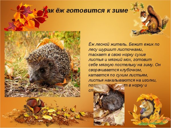 Ежик готовится к зиме
