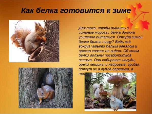 Белка готовится к зиме