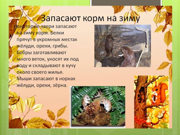 Звери готовятся к зиме
