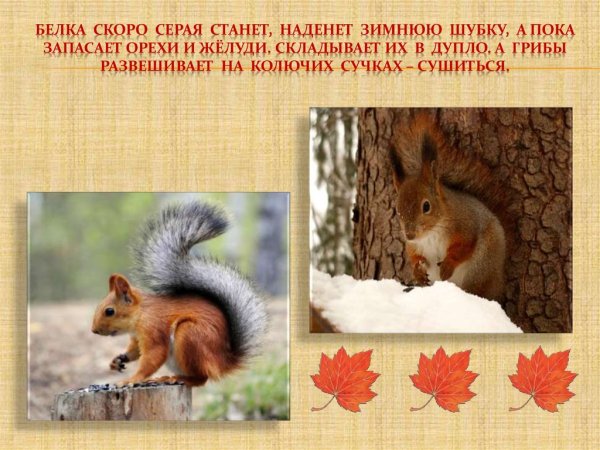 Как животные готовятся к зиме