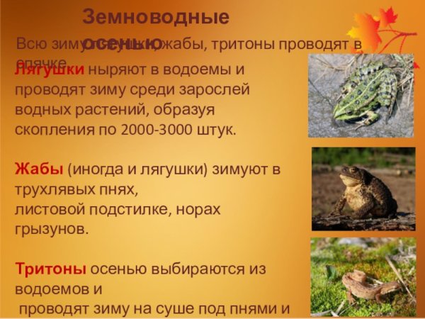 Лягушка осенью