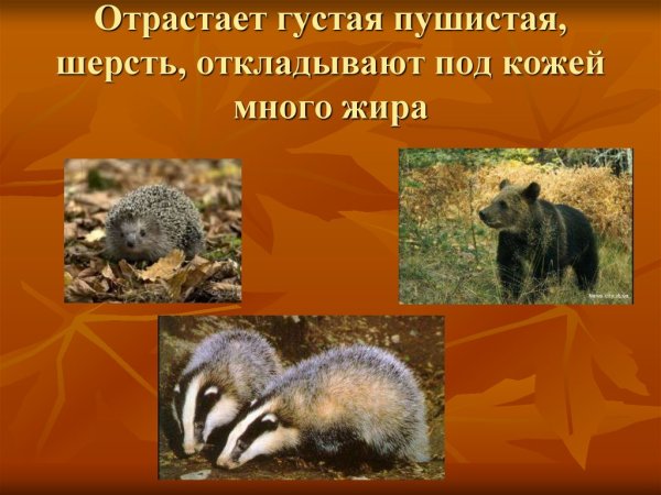 Осенние явления в жизни животных