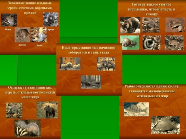 Изменения у растений и животных осенью