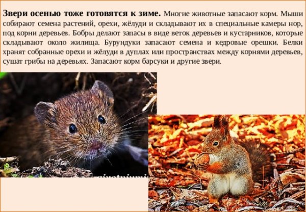 Сезонные явления в жизни животных