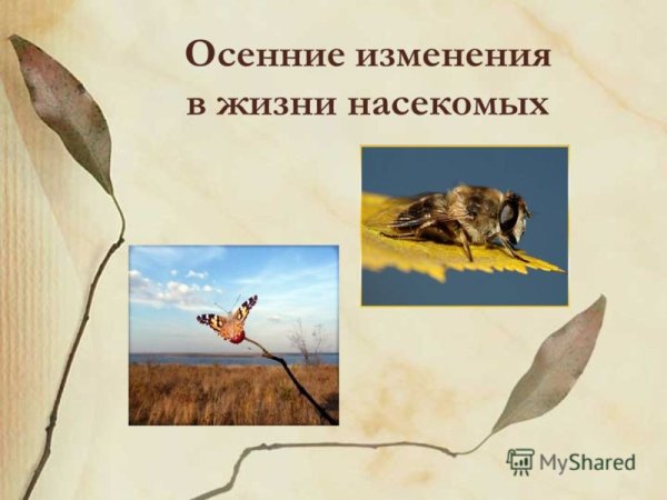 Изменение в жизни насекомых.