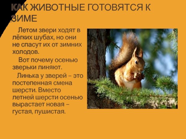 Животные готовятся к холодам