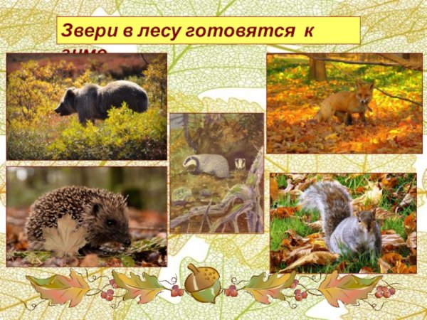 Животные готовятся к зиме