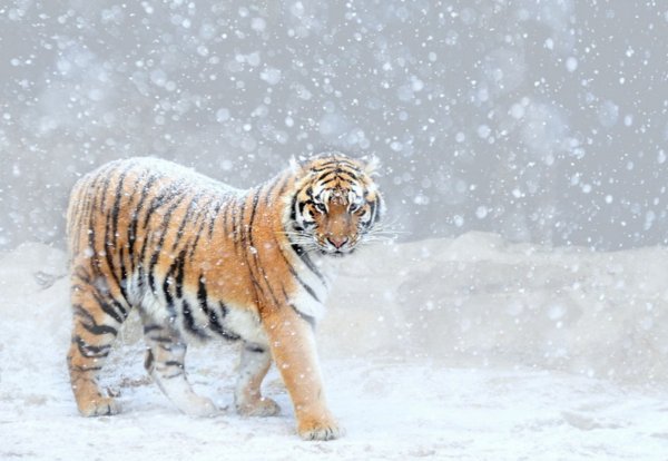 Амурский тигр в снегу