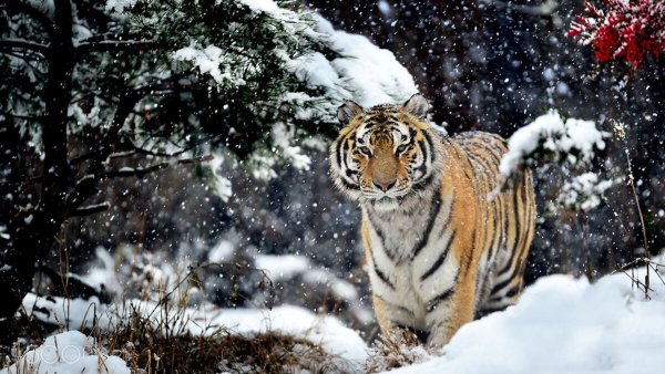 Уссурийский тигр зимой