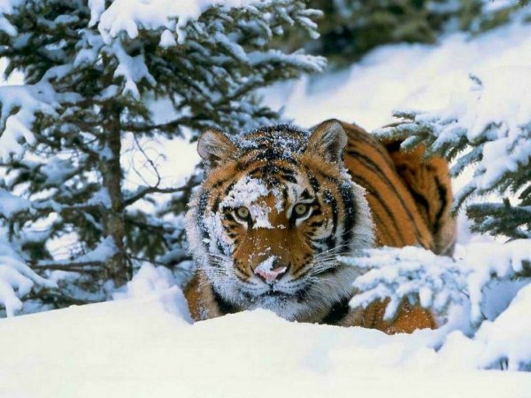 Уссурийский тигр в тайге