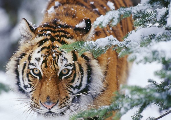 Тигр зимой