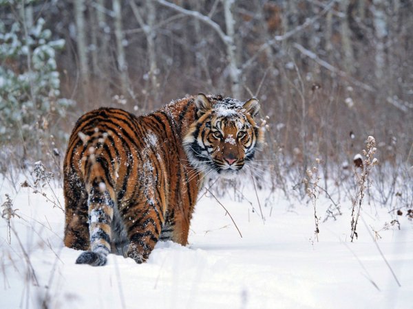 Амурский тигр Panthera Tigris altaica