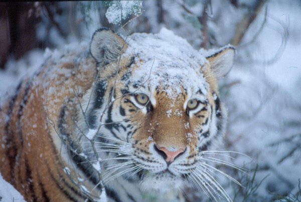Амурский тигр белый Уссурийский