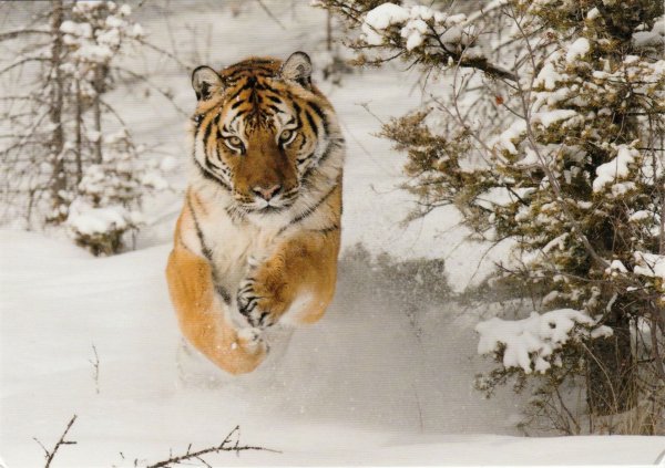 Тигр зима